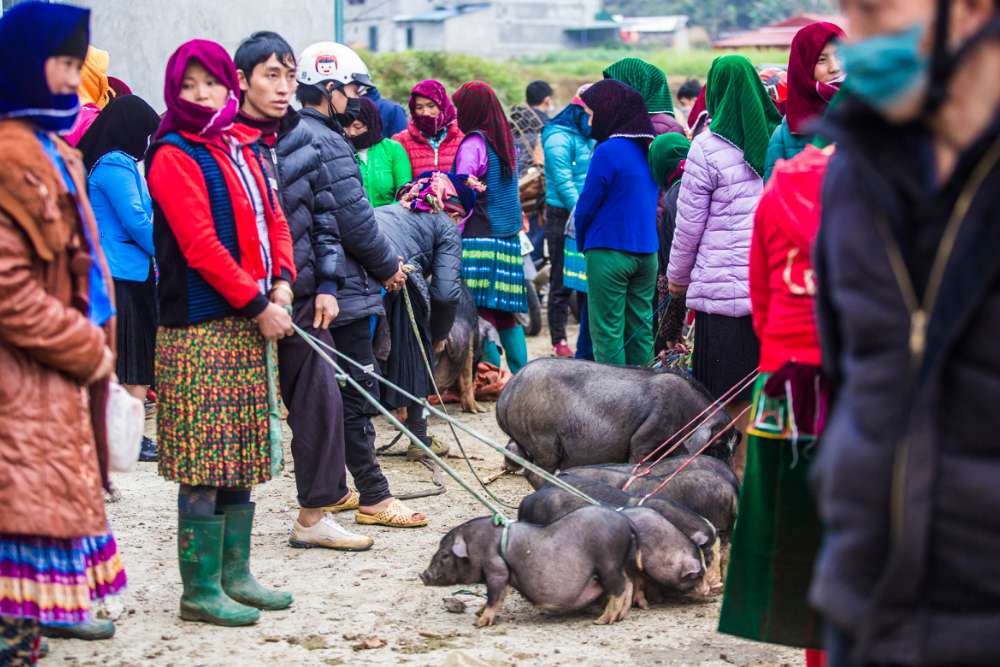 Des gens vendent des cochons noirs sur un marché à Ha Giang